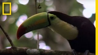 Birds of Paradise  Toucan  National Geographic [upl. by Charleton]