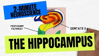 2Minute Neuroscience The Hippocampus [upl. by Cuttler194]