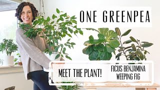 Meet the Plant Ficus Benjamina  Care amp Growing Guide [upl. by Maren169]