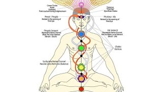 What is Nadi  Ida  Pingala  Sushumna  Nadi  Brahma Nadi  Kundalini [upl. by Qiratla]