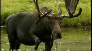 Moose  National Park Animals for Kids [upl. by Aim]