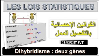 Génétique 5  Les lois statistiques  Cas de Dihybridisme  Darija  BIOF ET ARABE [upl. by Kimberly]