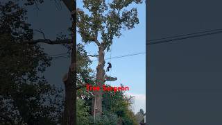 Skilled tree surgeon flying down the giant oak tree oaktree treesurgeon treesurgery [upl. by Idolah]