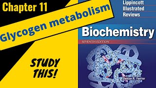 Lippincotts Biochemistry Review Chapter 11 Glycogen metabolism  Study This [upl. by Ylle]