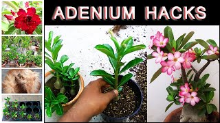 AdeniumDesert rose growing guide and care tips [upl. by Paske831]