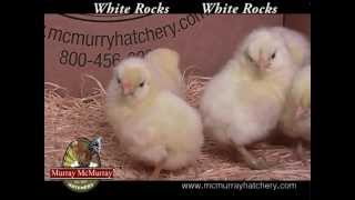 White Rocks  Murray McMurray Hatchery [upl. by Nicolina]