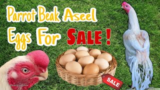 Parrot Beak Aseel Eggs For Sale  Indian Parrot Beak Long Tail Aseel Eggs For Sale [upl. by Gretal278]