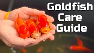 Beginner Goldfish Care Guide [upl. by Shannen]