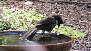 Eastern Whipbird  Food  YouTube [upl. by Cohdwell]