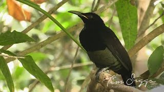 Victoria’s riflebird Ptiloris victoriae Clip 12 HD Video Australian Bird Media [upl. by Nac]