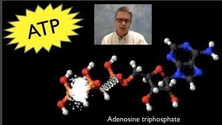 ATP Adenosine Triphosphate [upl. by Nathan]