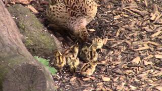 Female Pheasant and Chicks Phasianus colchicus [upl. by Einamrej984]