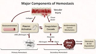 Hemostasis Lesson 1  An Introduction [upl. by Laforge4]