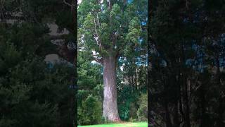 800 Year Old Kauri Tree  Warkworth Auckland [upl. by Meryl]