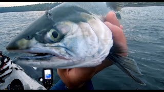 First Salmon Of 2024Kayaking fishing Puget Sound [upl. by Alohs93]