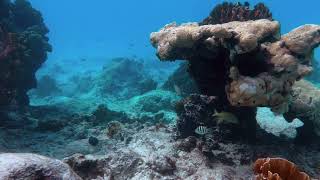 Bonaire snorkeling 2023 [upl. by Nolahs748]