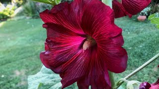 How To Grow Hollyhocks from Seed  Seed to Flowers [upl. by Ahsitak]