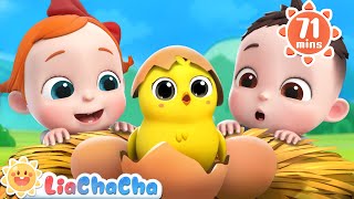 Little Chicks Song 🐤  1 HOUR of Farm Animal Songs  Kids Songs amp Nursery Rhymes  LiaChaCha [upl. by Audre757]