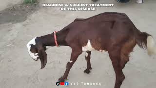 Listeriosis Disease  Circling Disease Symptoms  Cycling Disease in Goat  Vet Tauseeq [upl. by Jehial551]