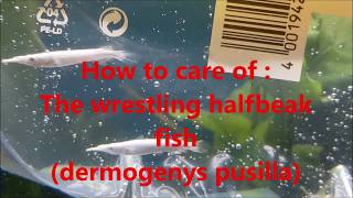 How to care of  the wrestling halfbeak fish dermogenys pusilla [upl. by Orji]