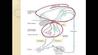 Physiology of lactation [upl. by Muraida]