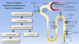 Sodium and Potassium Metabolism Renin Angiotensin Aldosterone and ADH [upl. by Esilrac]