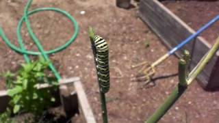 How to grow Black Swallowtail Butterflies [upl. by Allyce415]