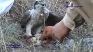 Baz aur Khargosh ka shikar P3 Goshawk Hunting [upl. by Ennaeirb]