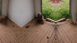 The owner moved abandoned Teddy who loyally guarding the shabby house and drinking muddy water [upl. by Dnomyad]