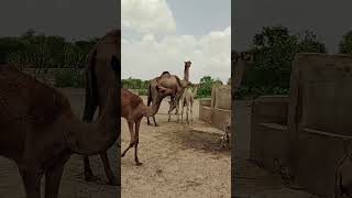 Lovely Camels Camel camels camellia animals [upl. by Sinnaoi]