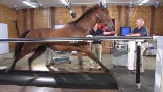 Horse on a treadmill Maryland Game  Virginia Tech [upl. by Mudenihc209]