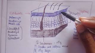 Structure of Skin  layers of skin  Human Anatomy and physiology Bpharma [upl. by Anigriv]