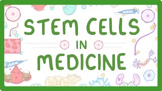 GCSE Biology  Stem Cells in Medicine [upl. by Mont]