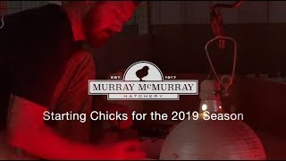 McMurray Hatchery Starting Our 2019 Flock [upl. by Hardden991]