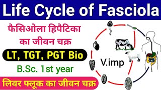 fasciola hepatica life cycle  life cycle of fasciola hepatica  liver fluke life cycle  biology [upl. by Tati]