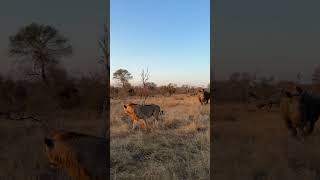 What happens when a Lion and a Rhino meet  Monwana Game Lodge [upl. by Georgy]