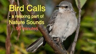 Bird Calls of Nature Sounds [upl. by Matilde]