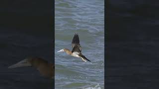 Gannet takeoff gannet australia queensland birds wildlife ​⁠nikonaustralia [upl. by Carlen]