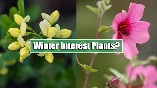 7 Perennials I Grow For Winter Interest in UK Zone 8  Including A Plant That Flowers for 12 months [upl. by Fenny]