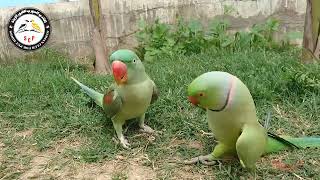 رقص الطيور Birds Dancing To Music [upl. by Katzen392]