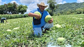 Así se corta la sandía 🍉 en Guatemalacuanto vale un metro de sandíaGuatemala [upl. by Airdnaid]