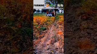 Farming 🌱🥜🤟trendingshorts viralshorts farming village trend [upl. by Milicent756]