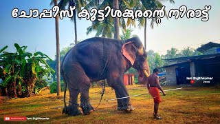 ചോപ്പീസ് കുട്ടിശങ്കരന്റെ നീരാട്ട് 😍  Choppies Kuttisankaran iamSujithKumar [upl. by Einnel]