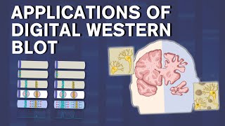 Revolutionizing Protein Analysis Digital Western Blot Applications amp Simple Western™ System [upl. by Enatan]