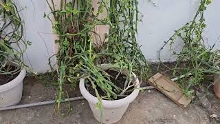 3 Dhar Hadjod Plant  my contact no 9439225488price 25L per Kg [upl. by Mandelbaum]