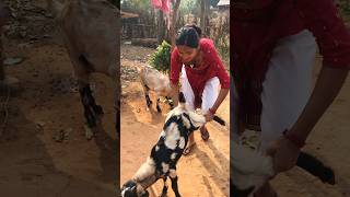 Ye Vaako Nata Todeu vane song nepali organic video shorts shortsfeed [upl. by Yojal]