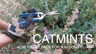 How And When To Cut Back Cat Mints To Get The Flowers Back catmint [upl. by Annamarie573]