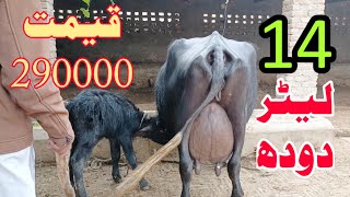 pure nili ravi buffalo pakistan for sale 16 november 2024 [upl. by Haff]