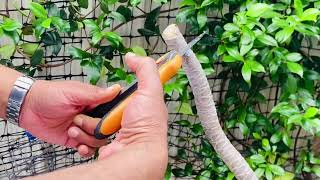 How to propagate Dracaena Marginata  Stem Cuttings of Dracaena Black Knight Plant of the Week [upl. by Gael]