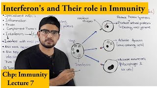 Interferons An immune response against viruses [upl. by Nibbor]